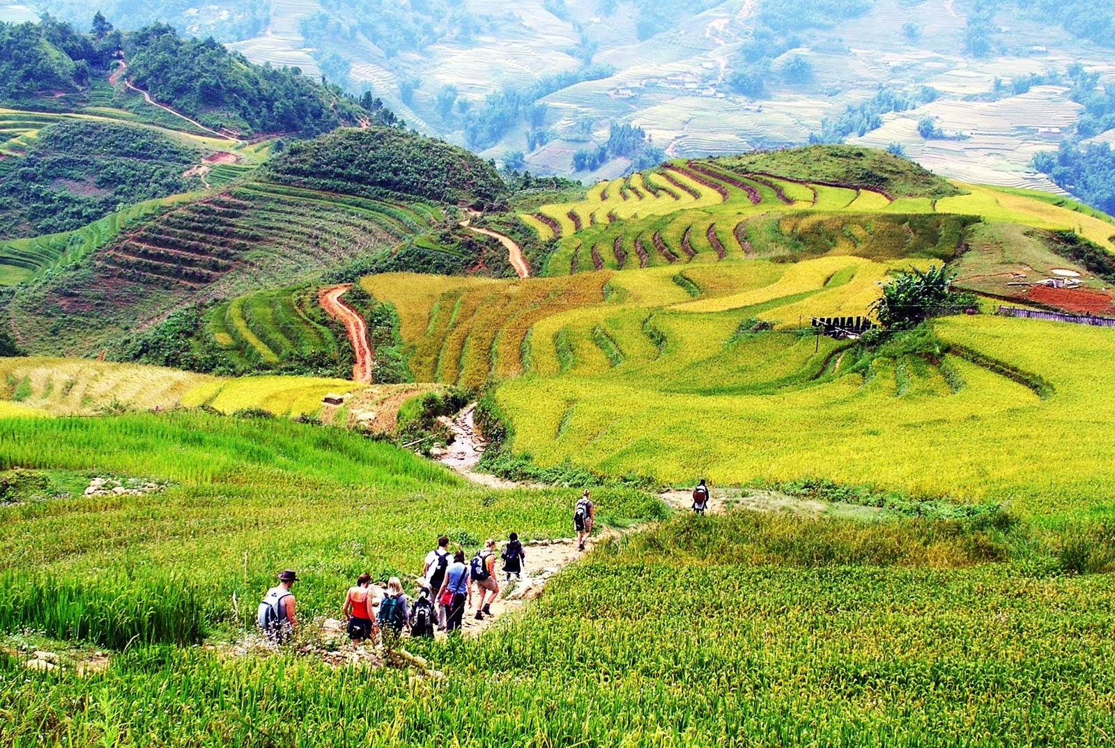 Du khách trekking qua cung đường tuyệt đẹp tại Sapa