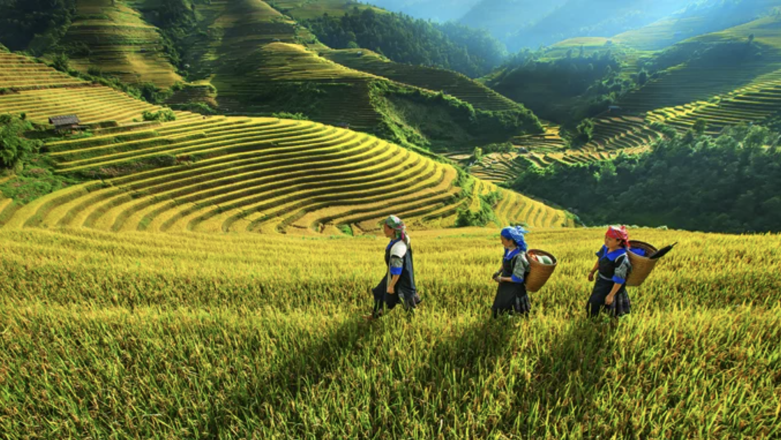 Tung hoành trên những đồng ruộng bậc thang vàng ươm mùa thu hoạch